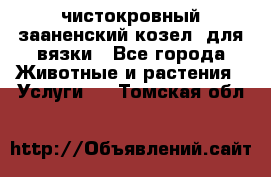 чистокровный зааненский козел  для вязки - Все города Животные и растения » Услуги   . Томская обл.